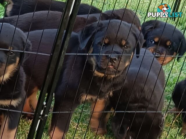 Rottweiler puppies