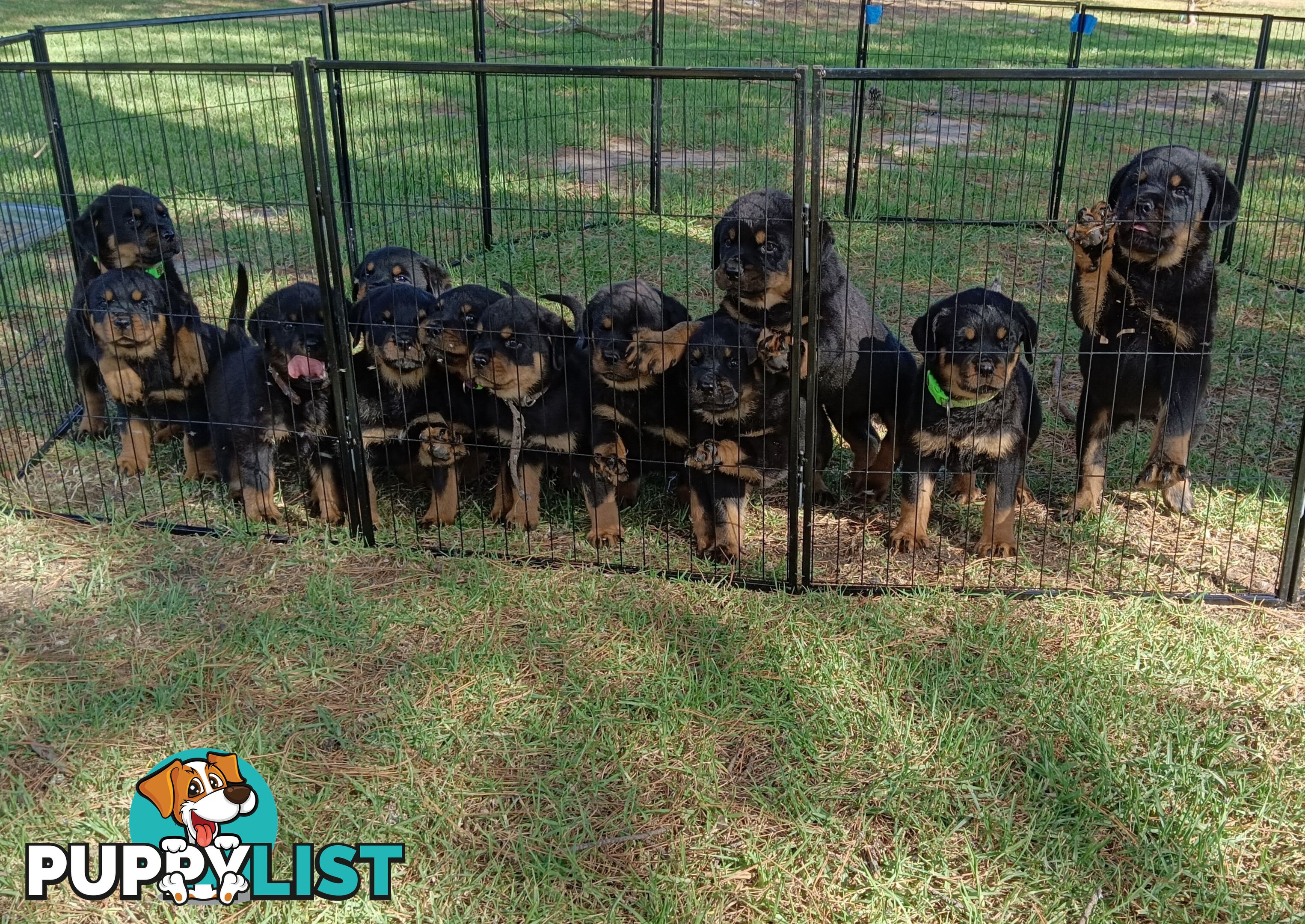 Rottweiler puppies