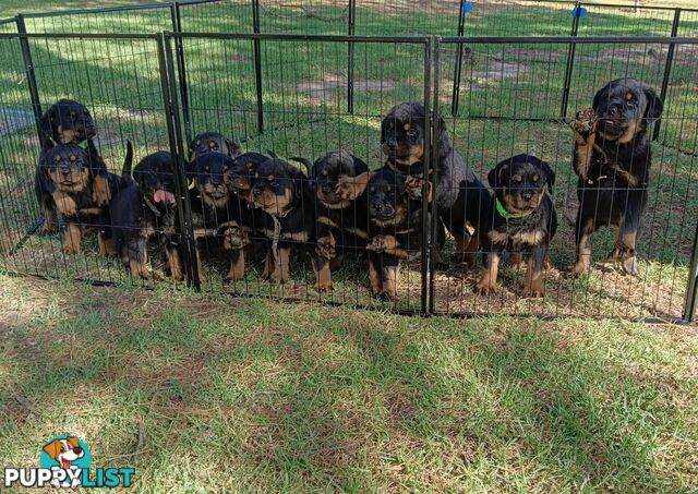 Rottweiler puppies