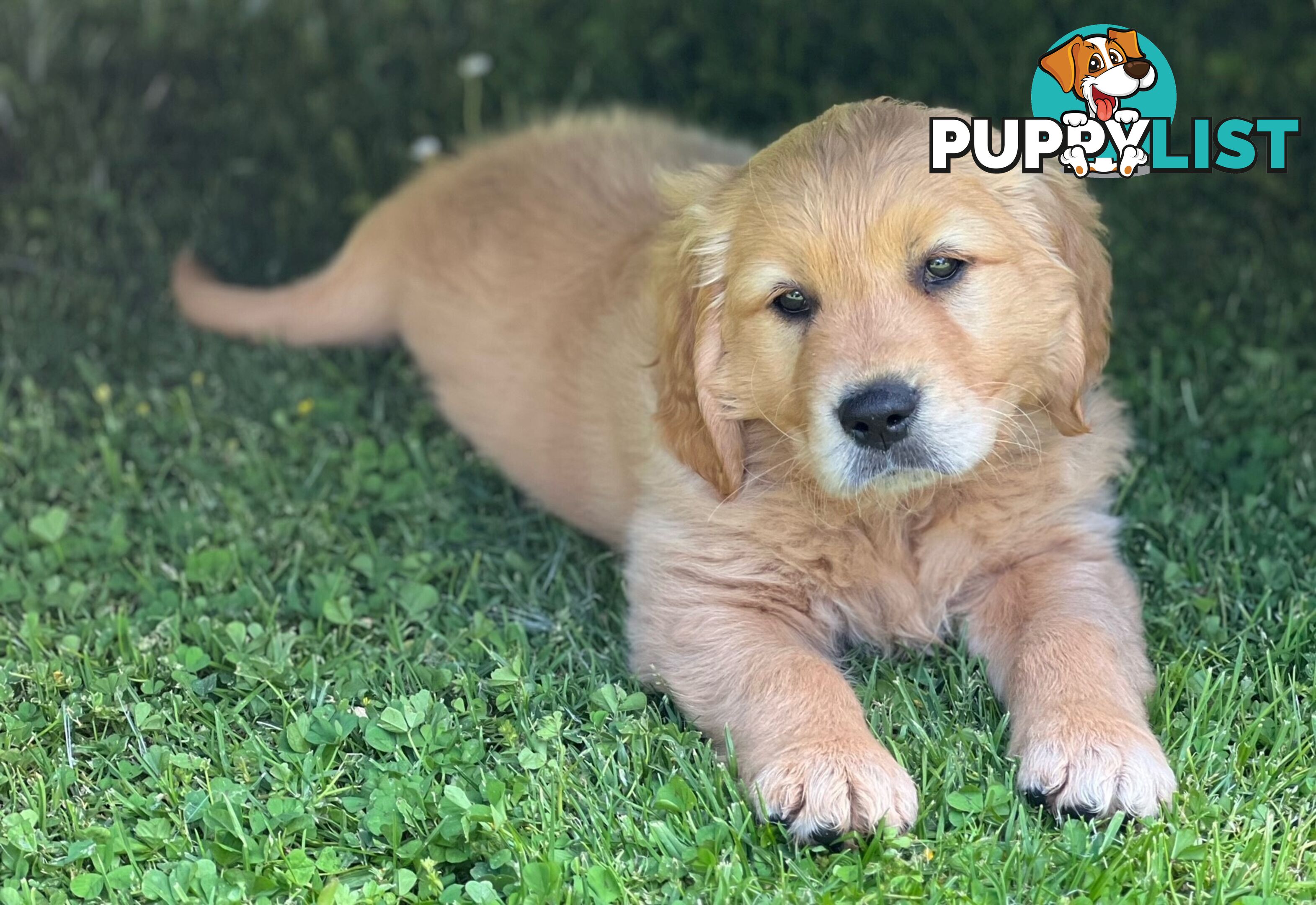 Beautiful Purebred Golden Retriever Pups