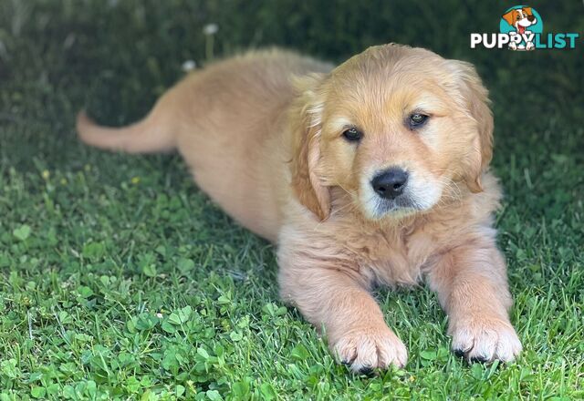 Beautiful Purebred Golden Retriever Pups