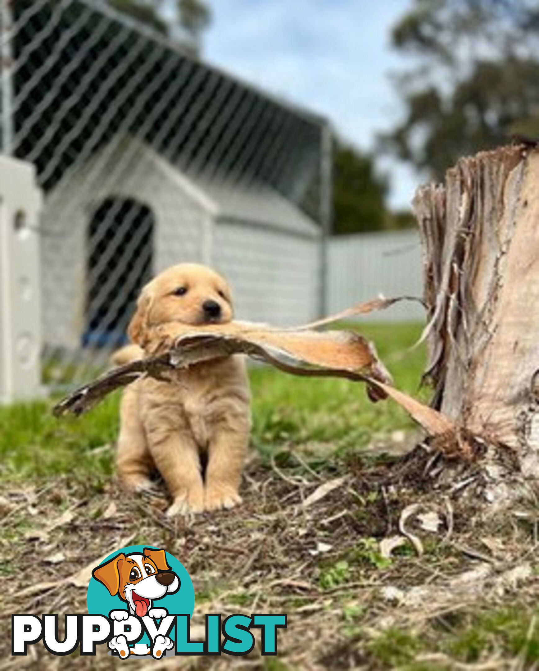 Beautiful Purebred Golden Retriever Pups