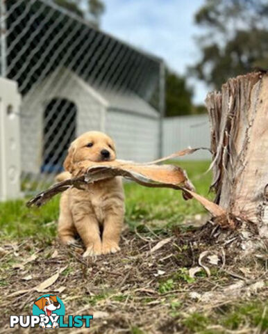 Beautiful Purebred Golden Retriever Pups