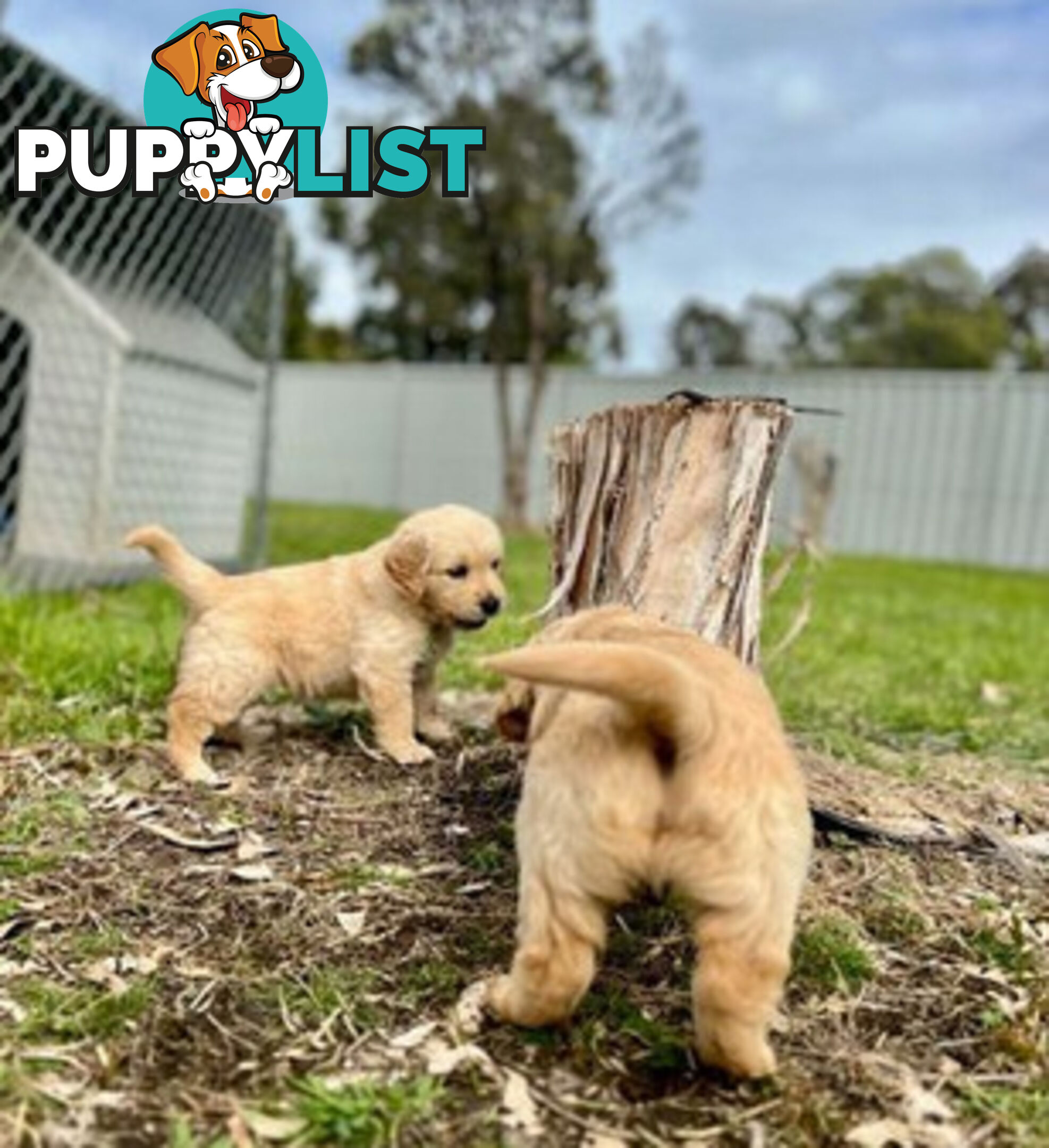 Beautiful Purebred Golden Retriever Pups