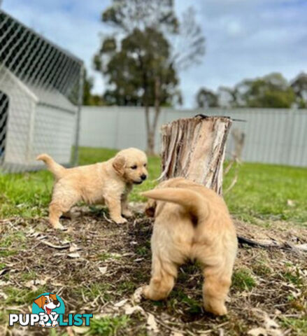 Beautiful Purebred Golden Retriever Pups