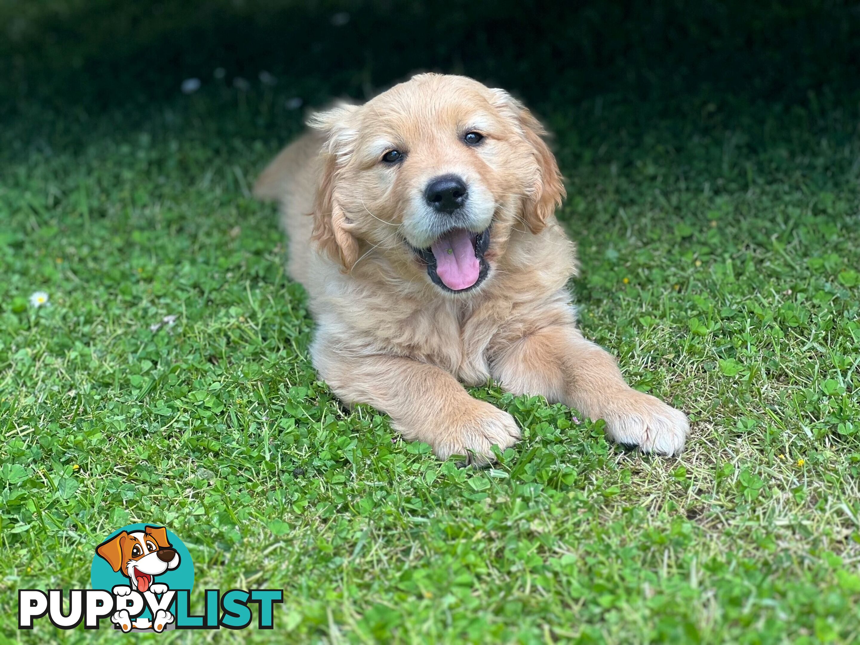 Beautiful Purebred Golden Retriever Pups