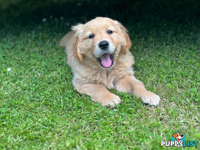 Beautiful Purebred Golden Retriever Pups