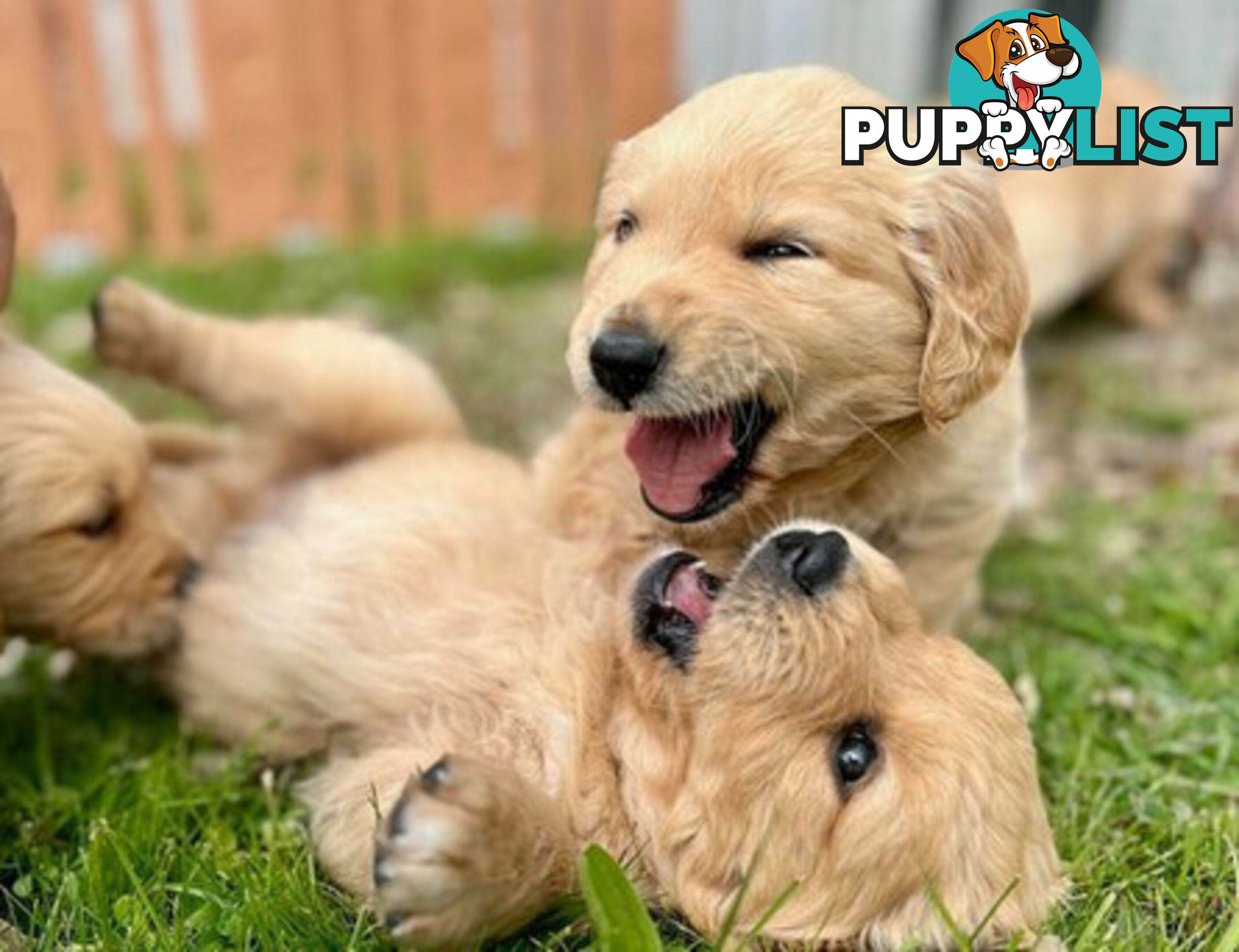 Beautiful Purebred Golden Retriever Pups