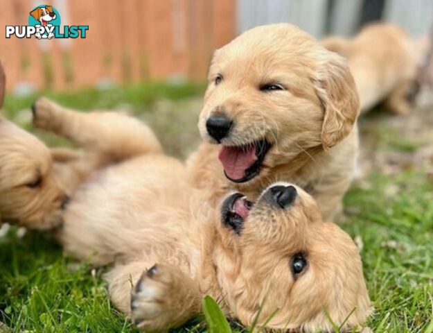 Beautiful Purebred Golden Retriever Pups