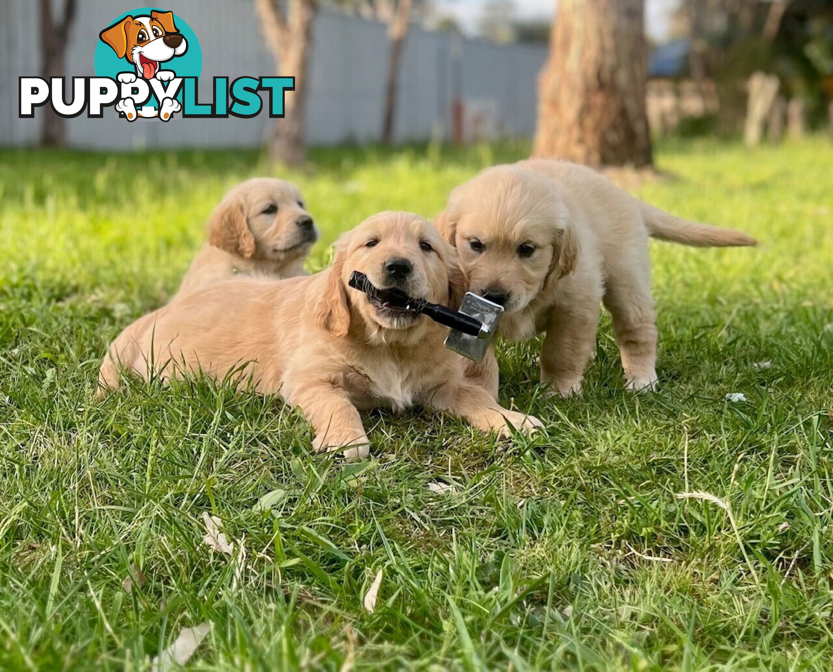 Beautiful Purebred Golden Retriever Pups