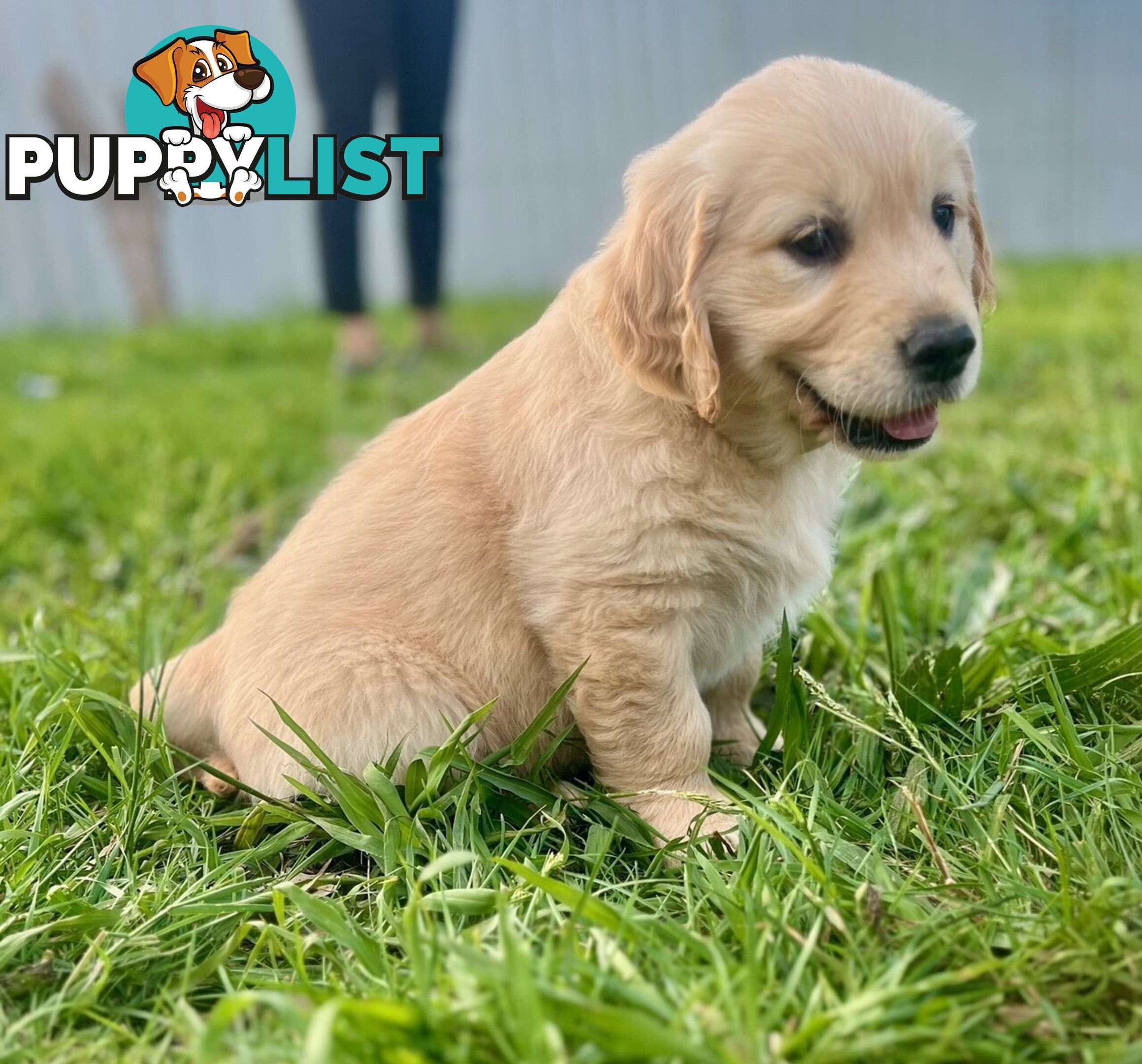 Beautiful Purebred Golden Retriever Pups