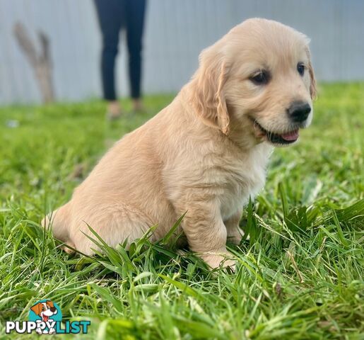 Beautiful Purebred Golden Retriever Pups