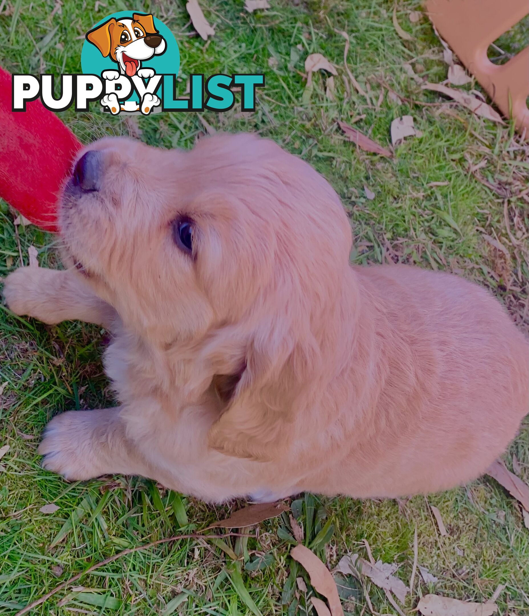 Beautiful Golden Retriever Pups 8 weeks on 27/08