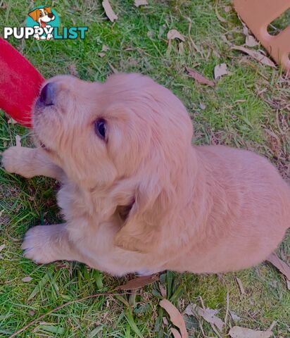 Beautiful Golden Retriever Pups 8 weeks on 27/08