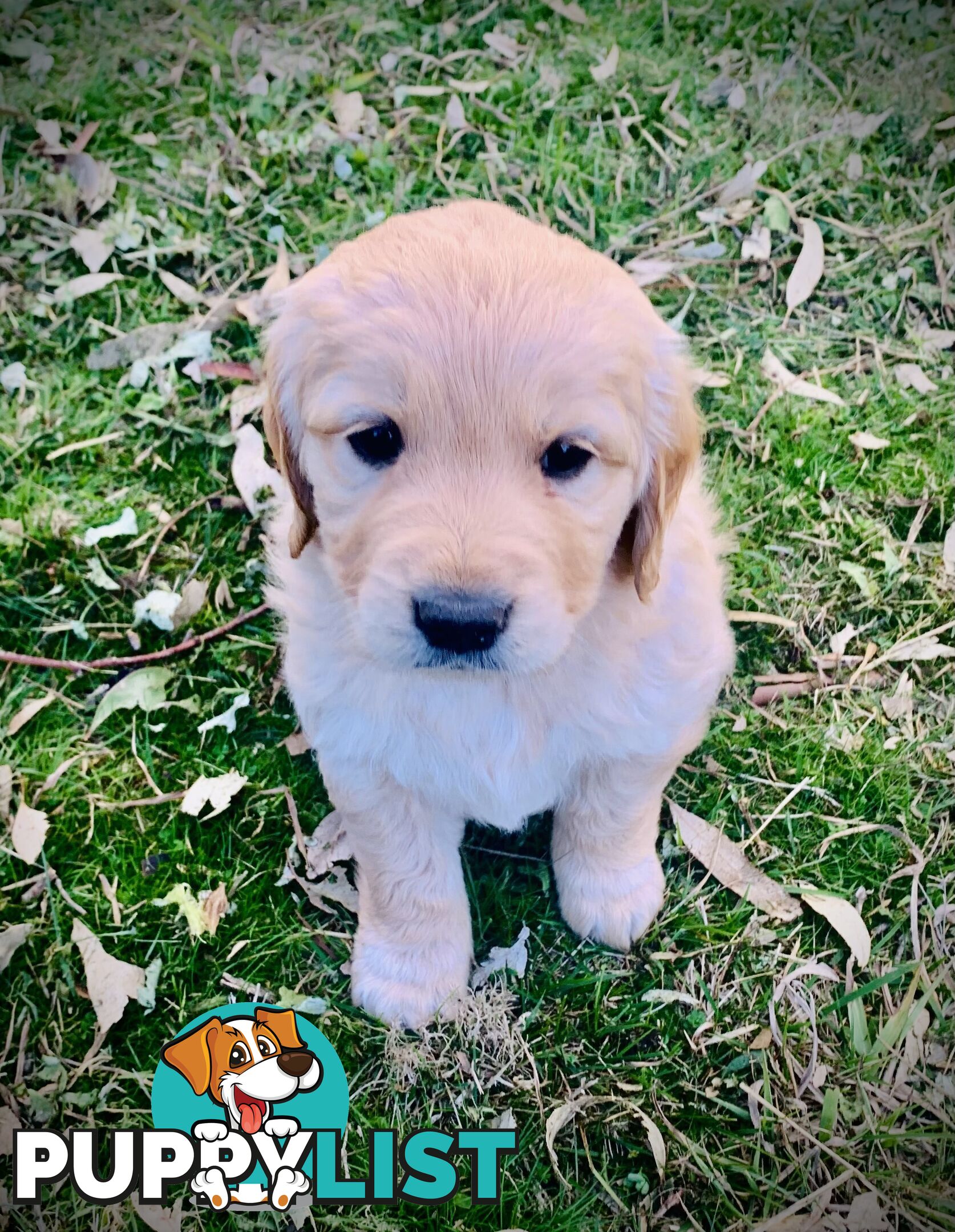 Beautiful Golden Retriever Pups 8 weeks on 27/08