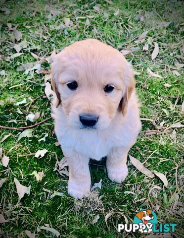 Beautiful Golden Retriever Pups 8 weeks on 27/08