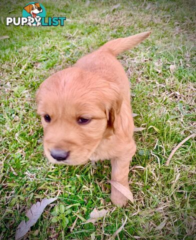 Beautiful Golden Retriever Pups 8 weeks on 27/08