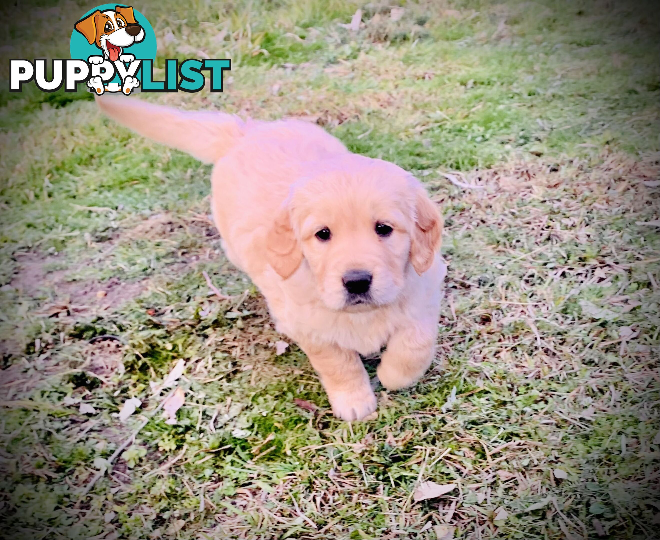 Beautiful Golden Retriever Pups 8 weeks on 27/08