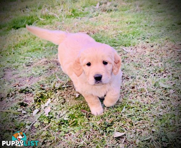 Beautiful Golden Retriever Pups 8 weeks on 27/08