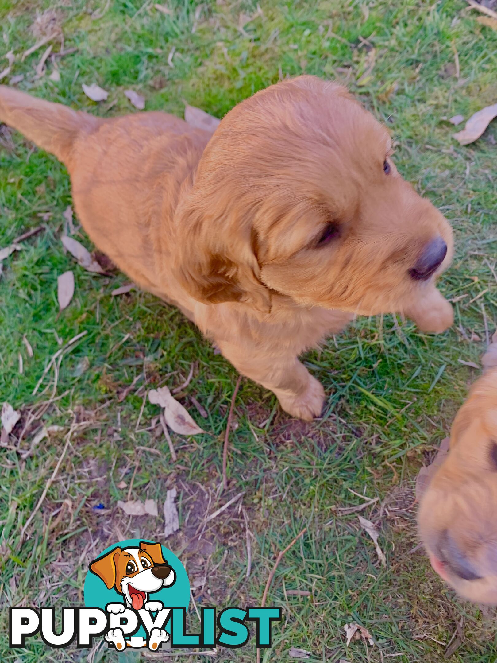 Beautiful Golden Retriever Pups 8 weeks on 27/08