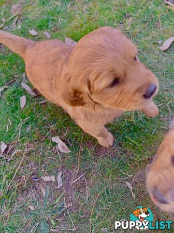 Beautiful Golden Retriever Pups 8 weeks on 27/08
