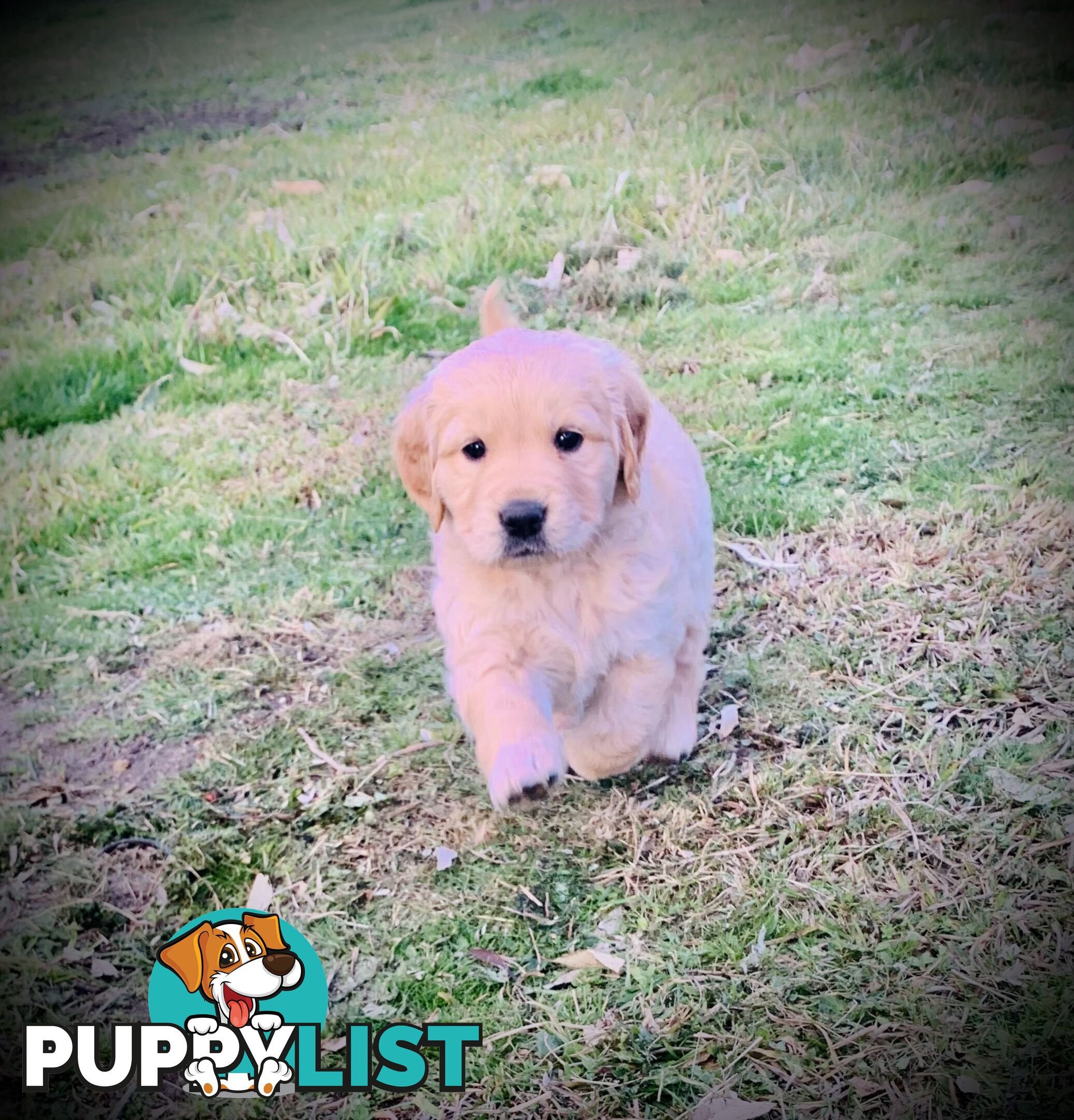 Beautiful Golden Retriever Pups 8 weeks on 27/08