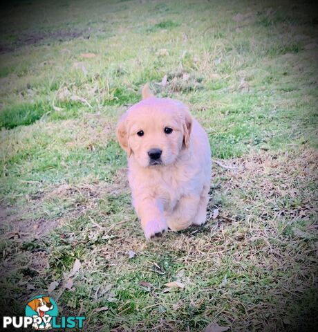 Beautiful Golden Retriever Pups 8 weeks on 27/08