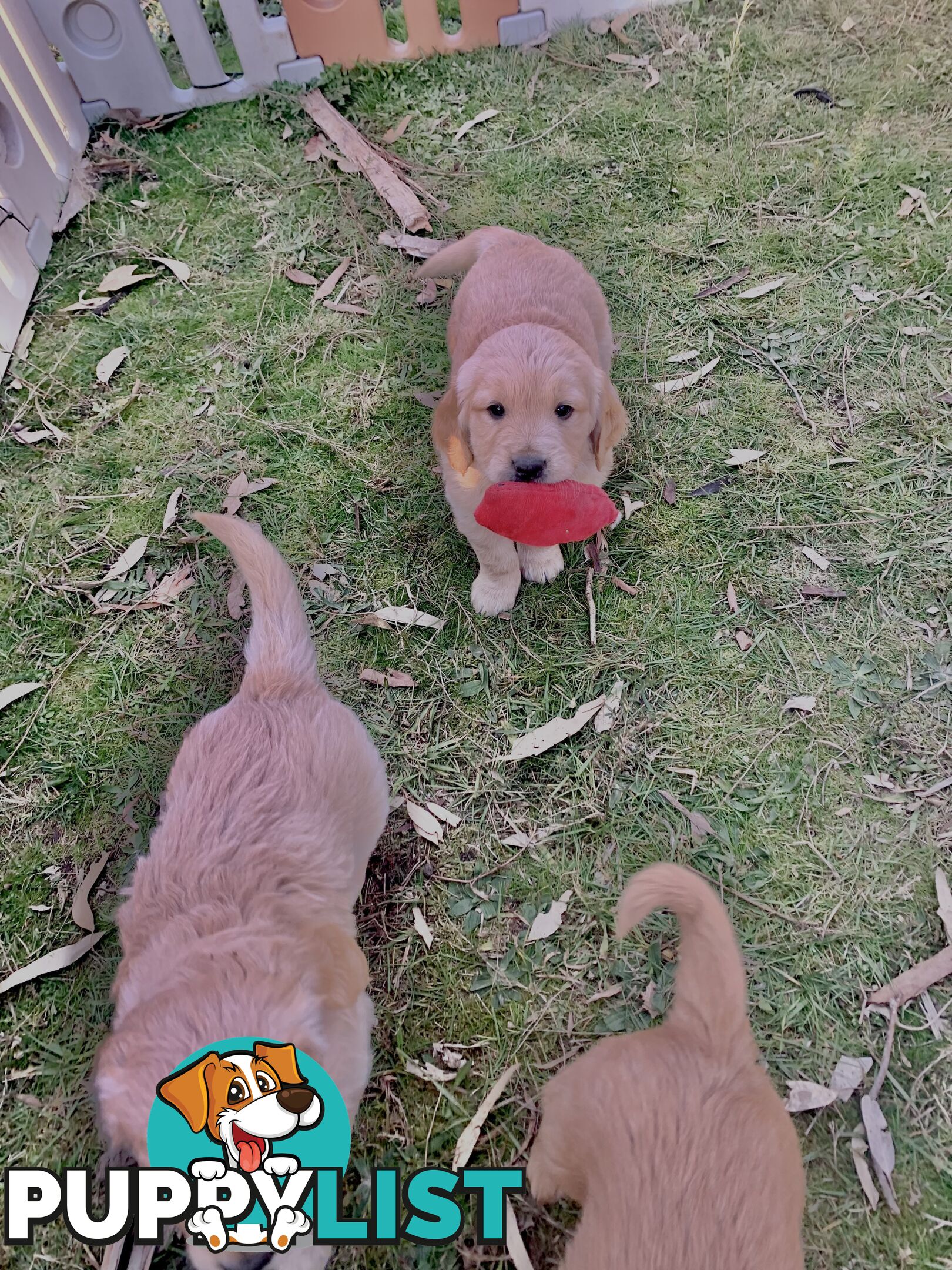 Beautiful Golden Retriever Pups 8 weeks on 27/08