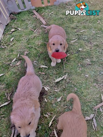 Beautiful Golden Retriever Pups 8 weeks on 27/08