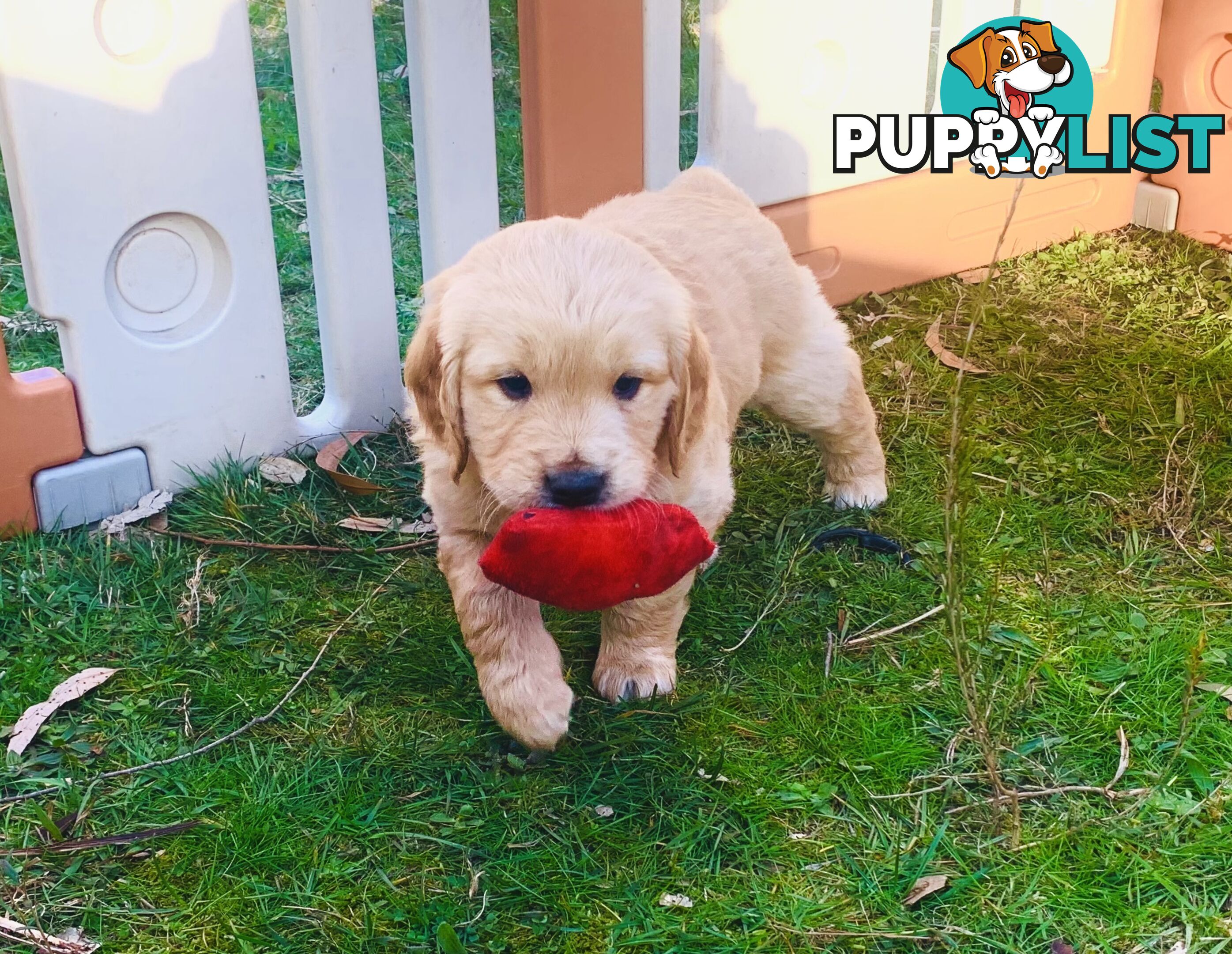 Beautiful Golden Retriever Pups 8 weeks on 27/08