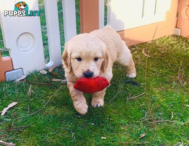 Beautiful Golden Retriever Pups 8 weeks on 27/08