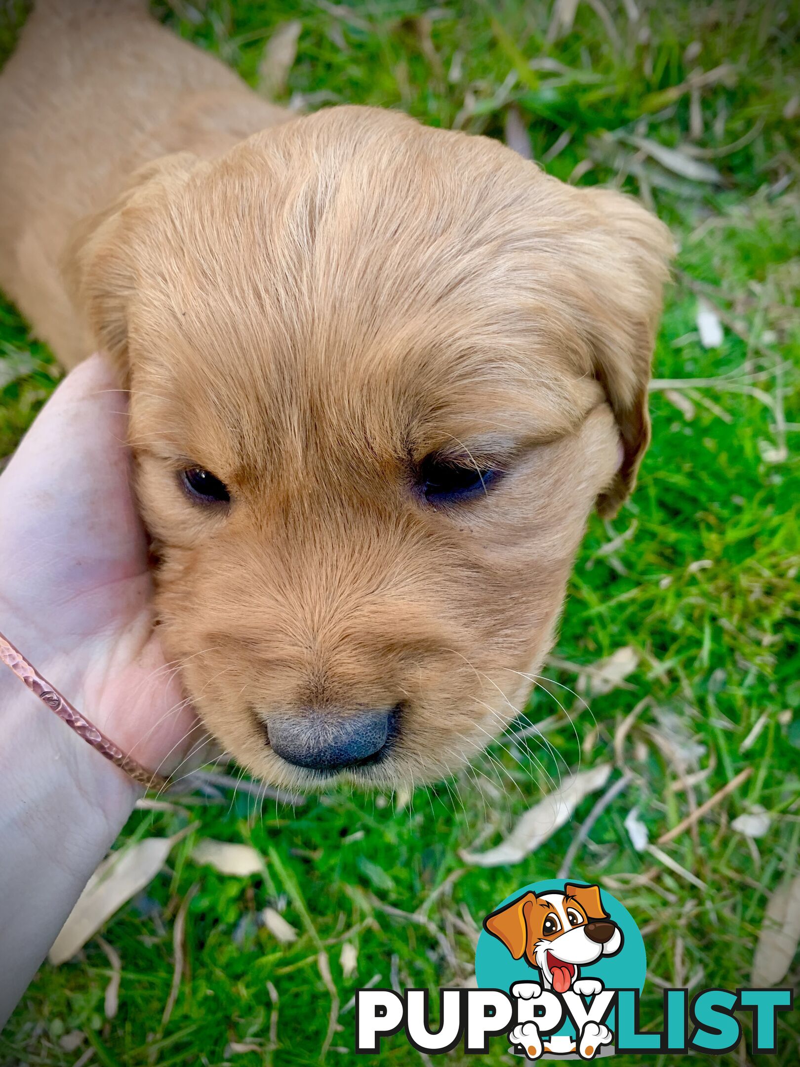 Beautiful Golden Retriever Pups 8 weeks on 27/08