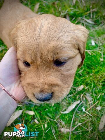 Beautiful Golden Retriever Pups 8 weeks on 27/08
