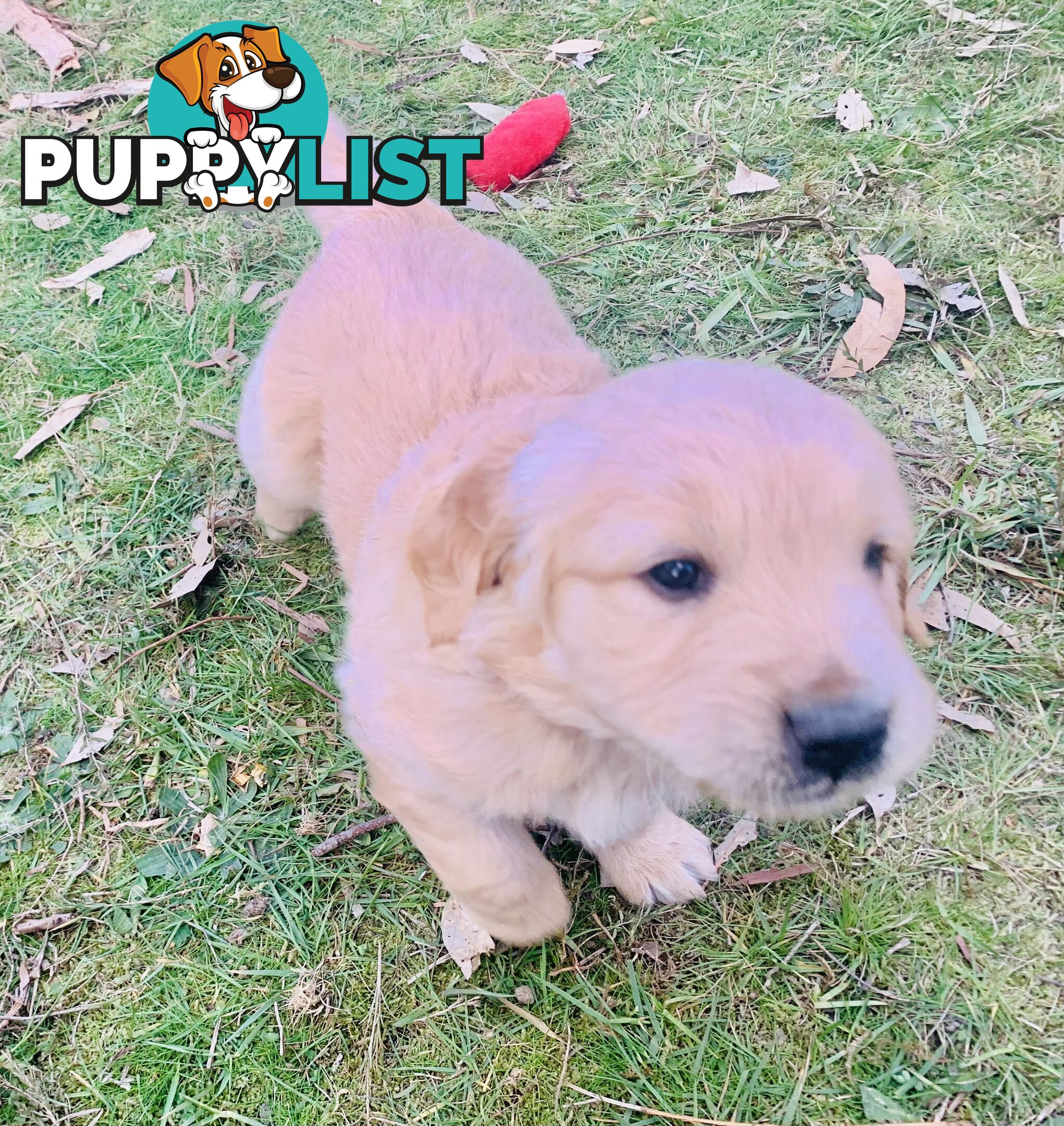 Beautiful Golden Retriever Pups 8 weeks on 27/08