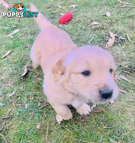 Beautiful Golden Retriever Pups 8 weeks on 27/08