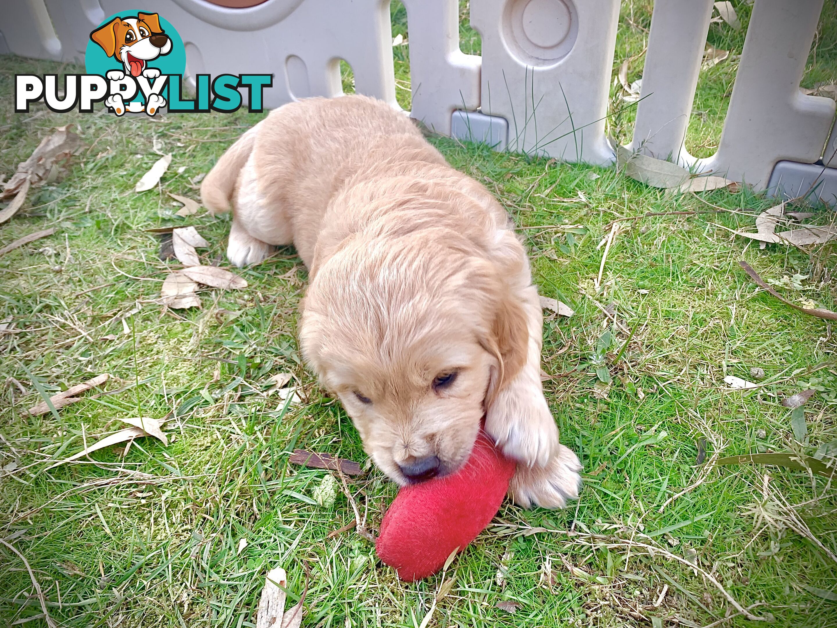 Beautiful Golden Retriever Pups 8 weeks on 27/08