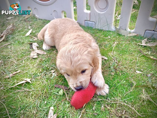 Beautiful Golden Retriever Pups 8 weeks on 27/08