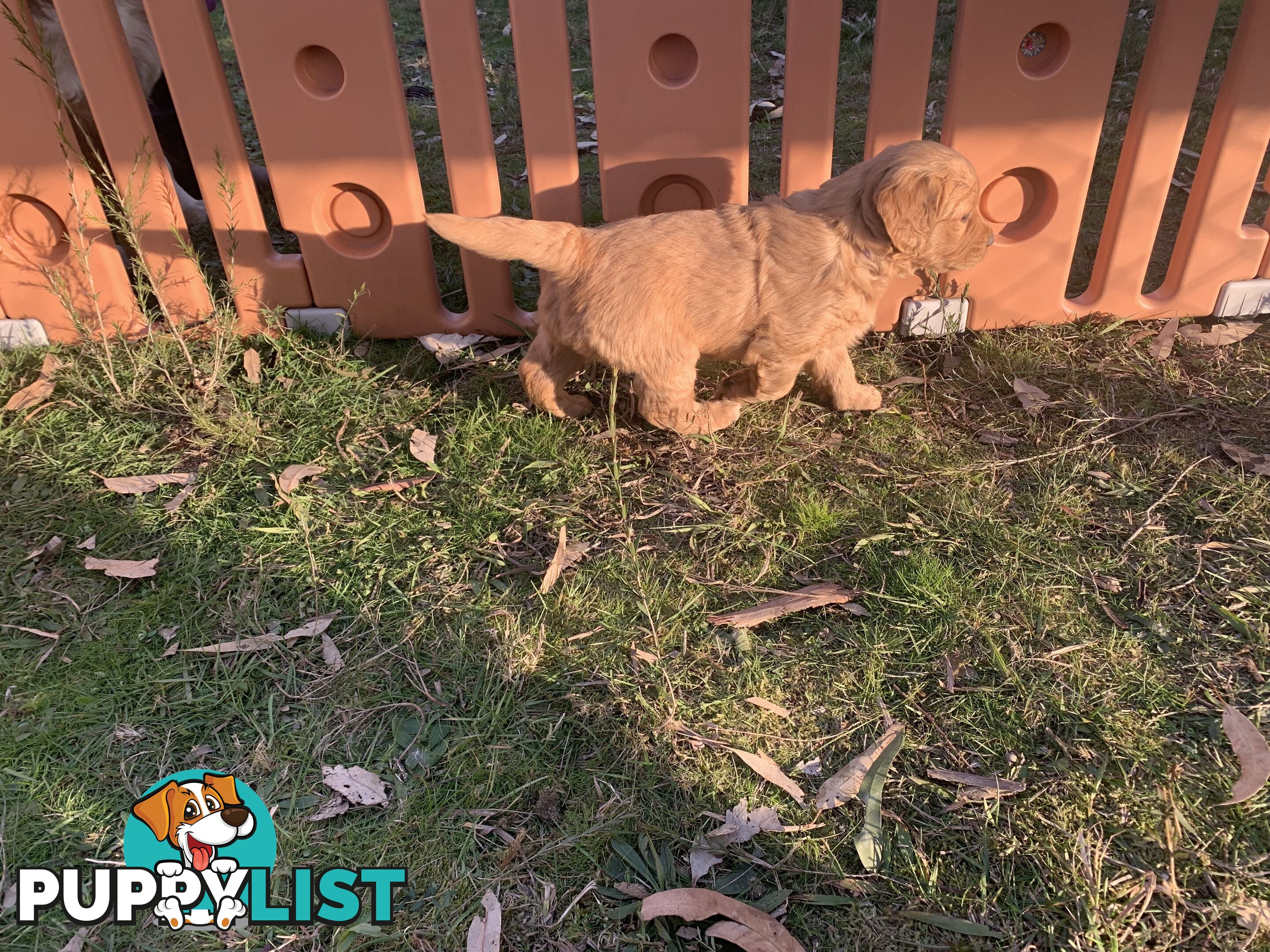 Beautiful Golden Retriever Pups 8 weeks on 27/08