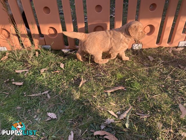 Beautiful Golden Retriever Pups 8 weeks on 27/08