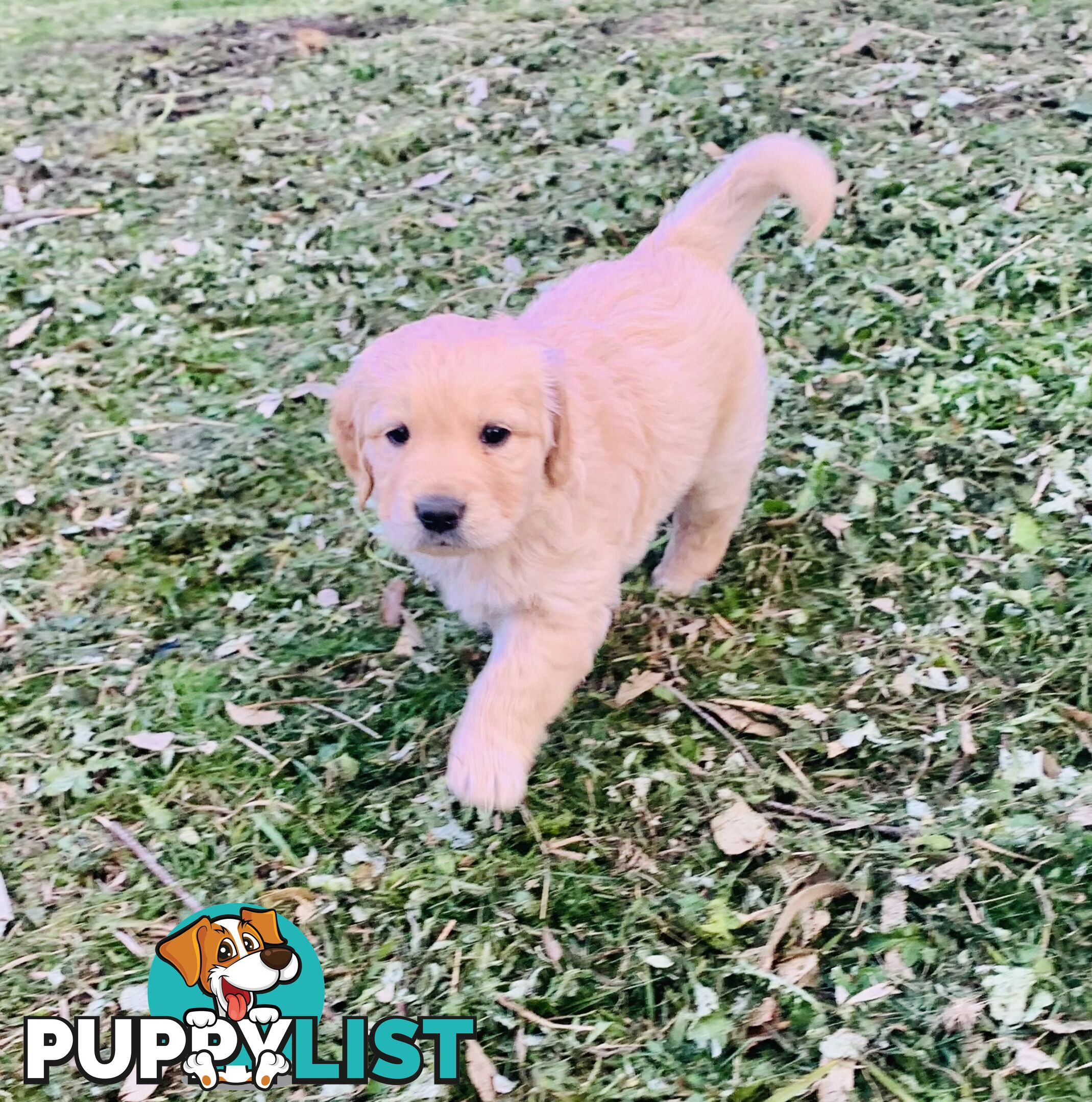 Beautiful Golden Retriever Pups 8 weeks on 27/08