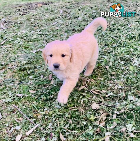 Beautiful Golden Retriever Pups 8 weeks on 27/08