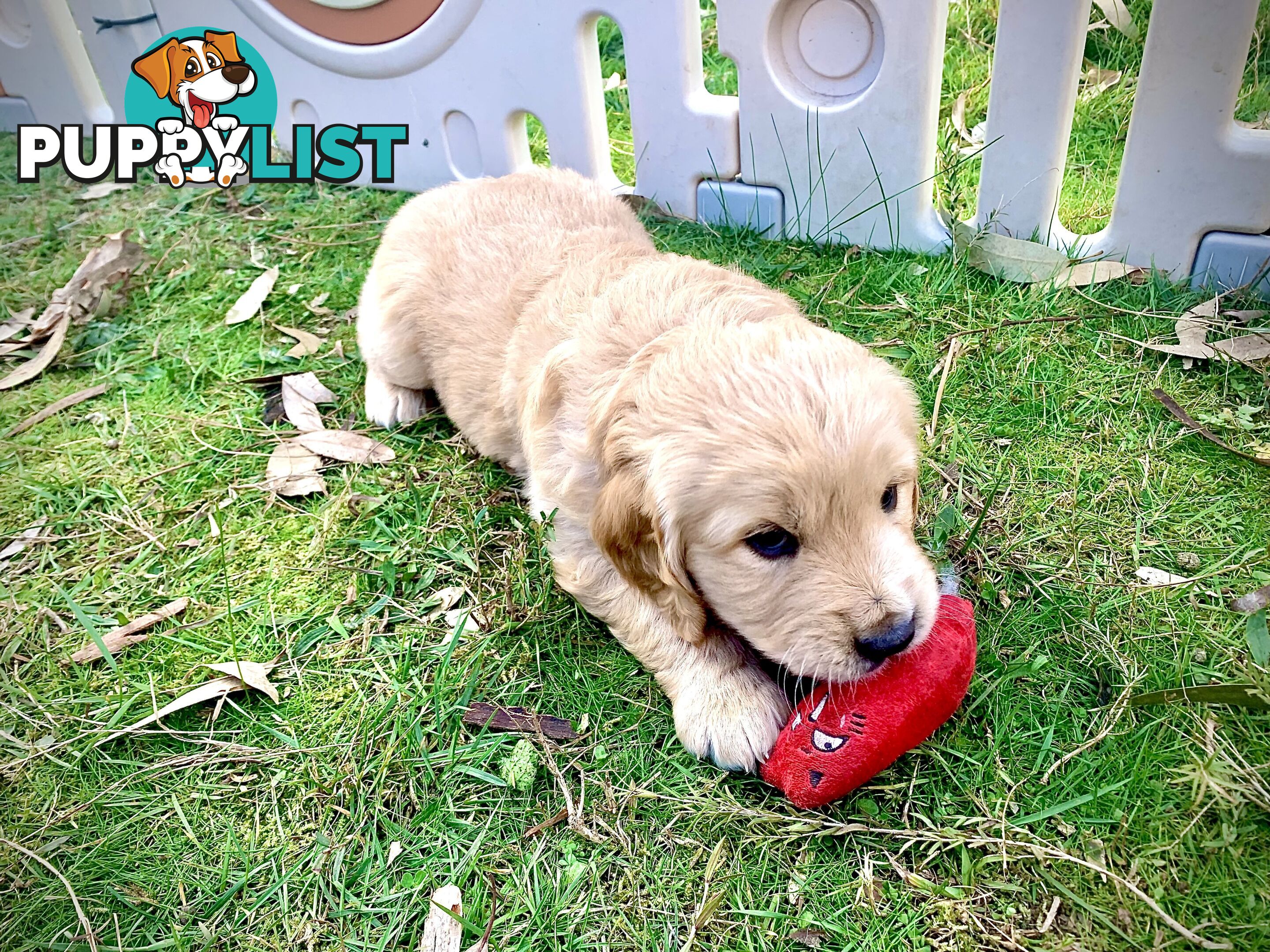 Beautiful Golden Retriever Pups 8 weeks on 27/08