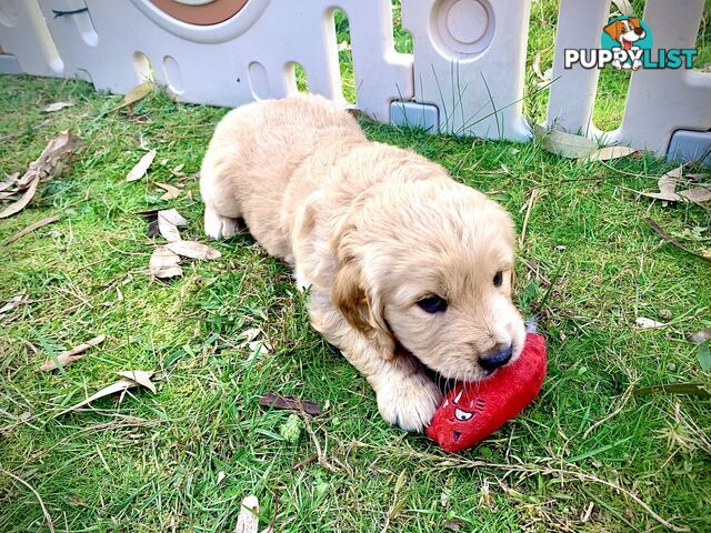 Beautiful Golden Retriever Pups 8 weeks on 27/08
