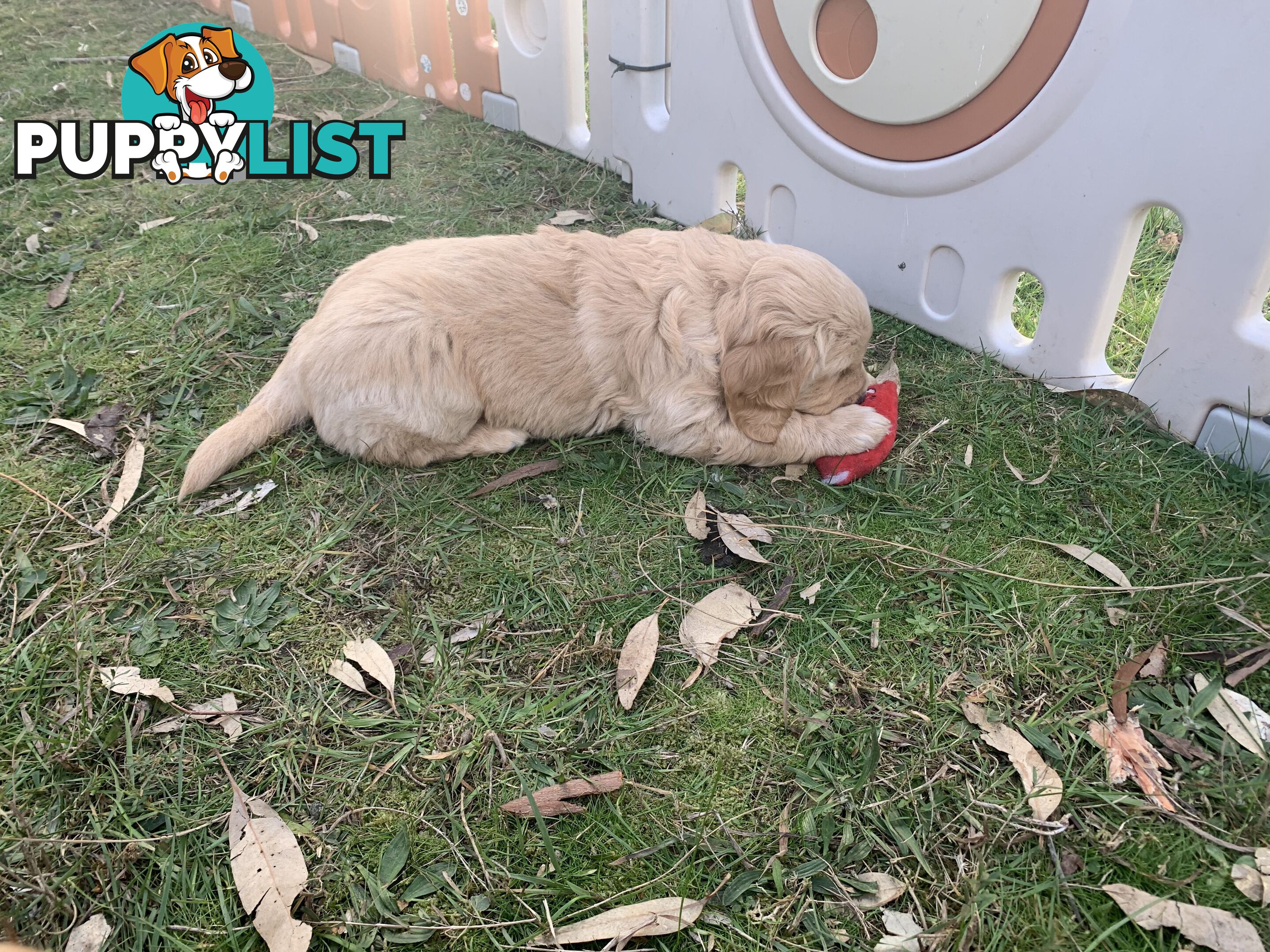 Beautiful Golden Retriever Pups 8 weeks on 27/08