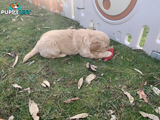 Beautiful Golden Retriever Pups 8 weeks on 27/08