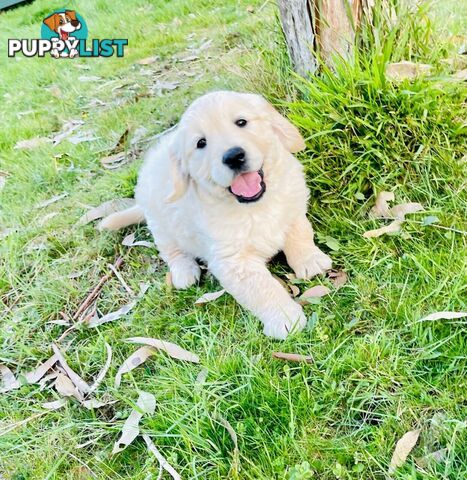 Beautiful Purebred Golden Retriever Pups