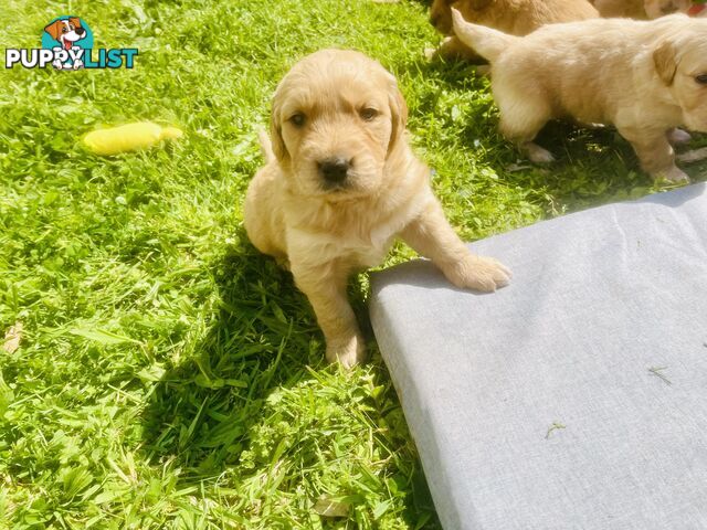 Stunning Golden Retriever Pups