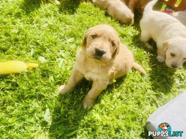 Stunning Golden Retriever Pups