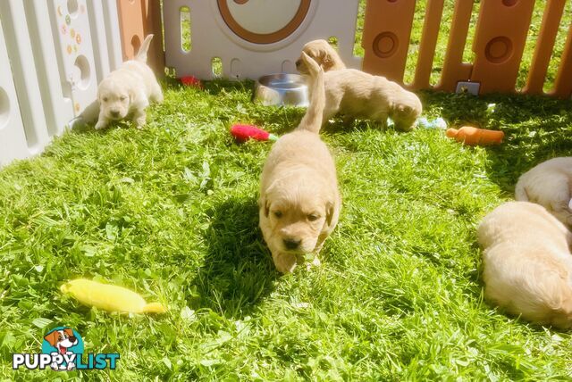 Stunning Golden Retriever Pups