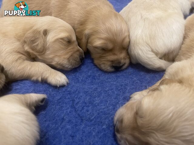 Stunning Golden Retriever Pups